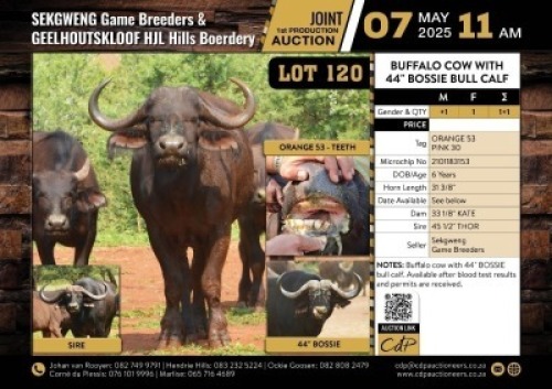 1+1 X BUFFALO COW WITH 44" BOSSIE BULL CALF M:1 V/F:1 (Per Piece to take the lot/Per stuk om lot te neem)