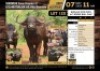 1+1 X BUFFALO COW WITH 44" BOSSIE BULL CALF M:1 V/F:1 (Per Piece to take the lot/Per stuk om lot te neem)