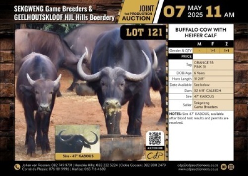 1+1 X BUFFALO COW WITH HEIFER CALF M:0 V/F:1