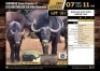 1+1 X BUFFALO COW WITH HEIFER CALF M:0 V/F:1