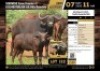 1 X BUFFALO COW THOR DAUGHTER M:0 V/F:1