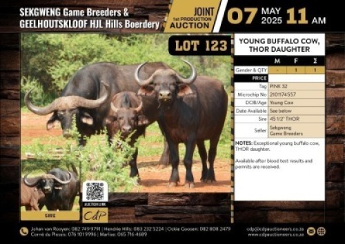 1 X YOUNG BUFFALO COW THOR DAUGTER M:0 V/F:1