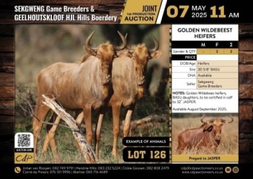 2 X GOLDEN WILDEBEEST HEIFERS M:0 V/F:2 (Per Piece to take the lot/Per stuk om lot te neem)