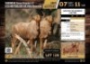 2 X GOLDEN WILDEBEEST HEIFERS M:0 V/F:2 (Per Piece to take the lot/Per stuk om lot te neem)