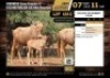 4 X GOUE WILDEBEEST COWS M:4 V/F:0 (Per Piece to take the lot/Per stuk om lot te neem)