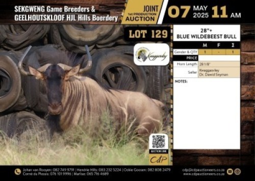 1 X BLUE WILDEBEEST BULL M:1 V/F:0