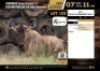 1 X BLUE WILDEBEEST BULL M:1 V/F:0