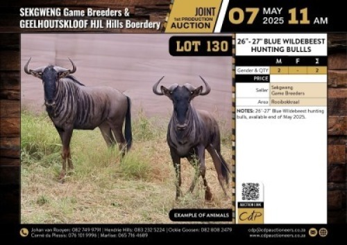 2 X BLUE WILDEBEEST HUNTING BULLS 26"-27" M:2 V/F:0 (Per Piece to take the lot/Per stuk om lot te neem)