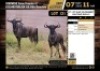 2 X BLUE WILDEBEEST HUNTING BULLS 27"-28" M:2 V/F:0 (Per Piece to take the lot/Per stuk om lot te neem)