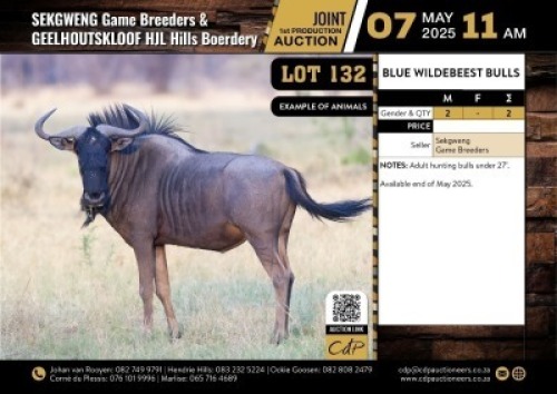 2 X BLUE WILDEBEEST BULLS M:2 V/F:0 (Per Piece to take the lot/Per stuk om lot te neem)