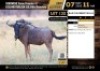 2 X BLUE WILDEBEEST BULLS M:2 V/F:0 (Per Piece to take the lot/Per stuk om lot te neem)