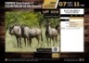 6 X BLUE WILDEBEEST BULLS M:6 V/F:0 (Per Piece to take the lot/Per stuk om lot te neem)