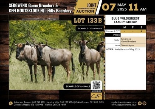 6 X BLUE WILDEBEEST BULLS M:6 V/F:0 (Per Piece to take the lot/Per stuk om lot te neem)