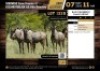 6 X BLUE WILDEBEEST BULLS M:6 V/F:0 (Per Piece to take the lot/Per stuk om lot te neem)