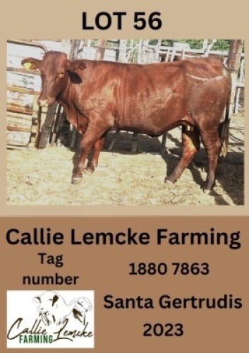 1X SANTA GERTRUDIS HEIFER Callie Lemcke