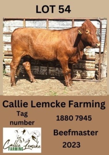 1X BEEFMASTER HEIFER Callie Lemcke