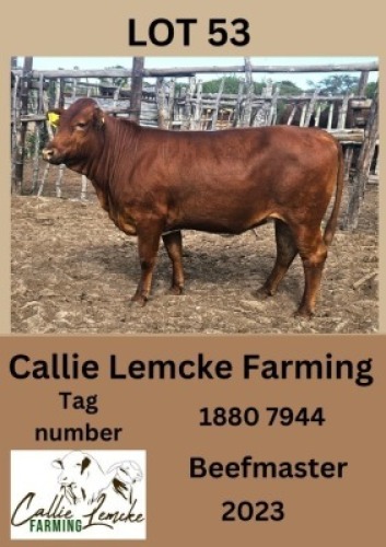 1X BEEFMASTER HEIFER Callie Lemcke