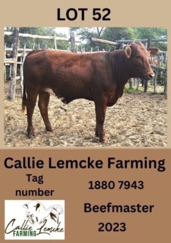 1X BEEFMASTER HEIFER Callie Lemcke