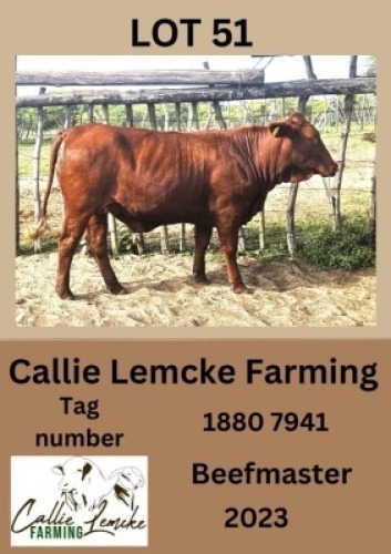 1X BEEFMASTER HEIFER Callie Lemcke
