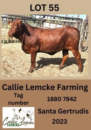 1X SANTA GERTRUDIS HEIFER Callie Lemcke