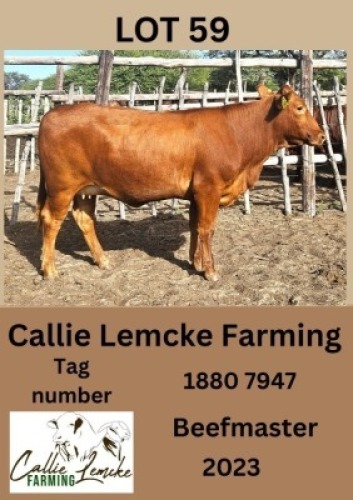 1X BEEFMASTER HEIFER Callie Lemcke