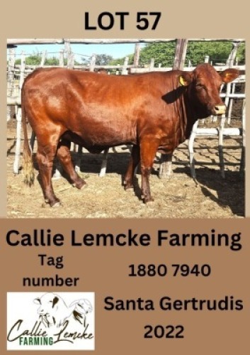 1X SANTA GERTRUDIS HEIFER Callie Lemcke