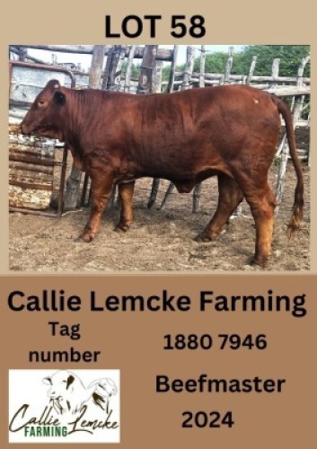 1X BEEFMASTER HEIFER Callie Lemcke