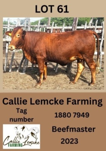 1X BEEFMASTER HEIFER Callie Lemcke
