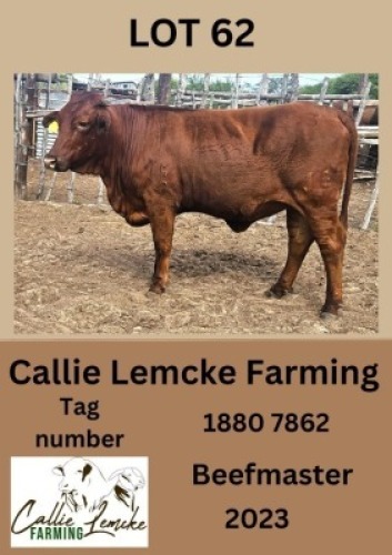 1X BEEFMASTER HEIFER Callie Lemcke