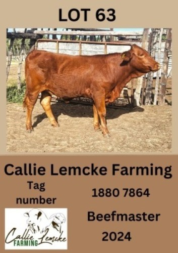 1X BEEFMASTER HEIFER Callie Lemcke