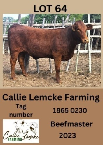 1X BEEFMASTER HEIFER Callie Lemcke