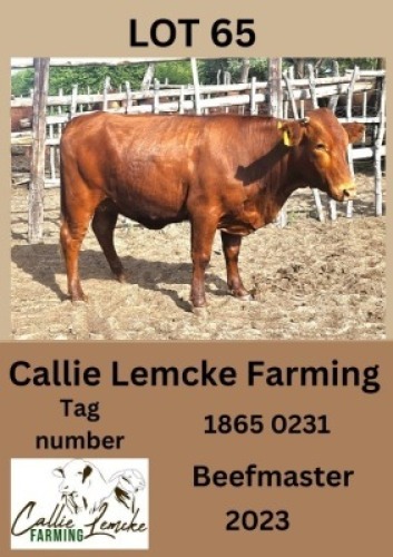 1X BEEFMASTER HEIFER Callie Lemcke