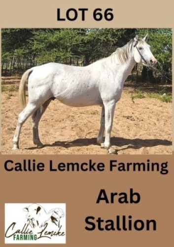 1X ARAB STALLION Callie Lemcke