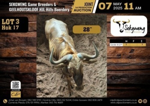 1 X GOLDEN WILDEBEEST BULL M:1 V/F:0