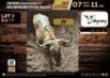1 X GOLDEN WILDEBEEST BULL M:1 V/F:0