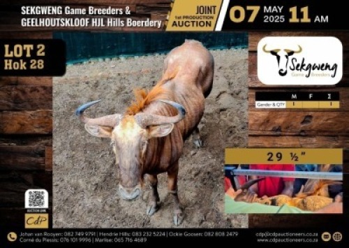 1 X GOLDEN WILDEBEEST BULL M:1 V/F:0
