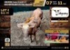 1 X GOLDEN WILDEBEEST BULL M:1 V/F:0