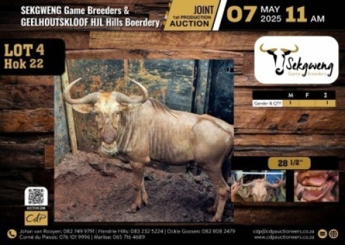 1 X GOLDEN WILDEBEEST BULL M:1 V/F:0