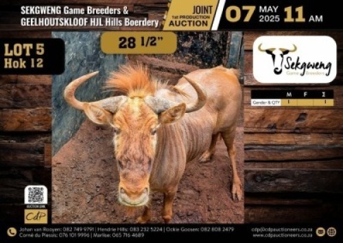 1 X GOLDEN WILDEBEEST BULL M:1 V/F:0
