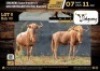 2 X GOLDEN WILDEBEEST HUNTING BULLS M:2 V/F:0 (Per Piece to take the lot/Per stuk om lot te neem)