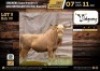 1 X GOLDEN WILDEBEEST BULL M:1 V/F:0