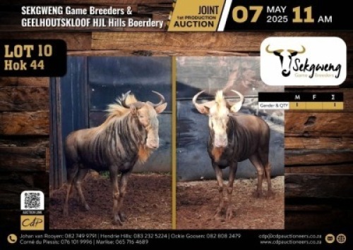 1 X GOLDEN KING WILDEBEEST BULL M:1 V/F:0