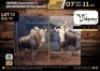 1 X GOLDEN KING WILDEBEEST BULL M:1 V/F:0