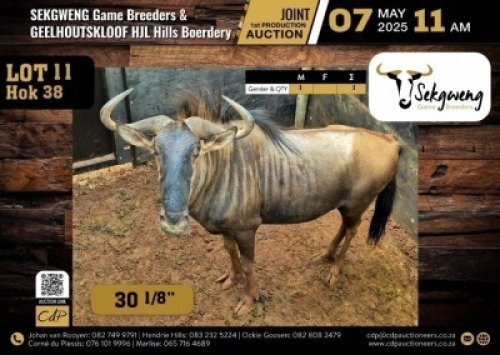 1 X BLUE WILDEBEEST BULL M:1 V/F:0