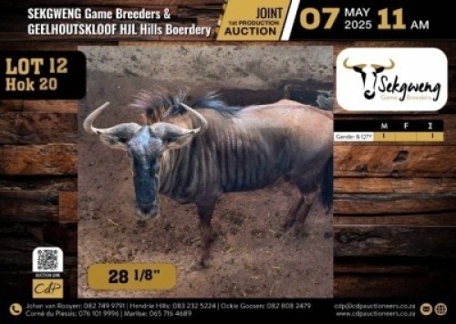 1 X BLUE WILDEBEEST BULL M:1 V/F:0