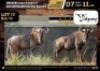 2 X BLUE WILDEBEEST HUNTING BULLS M:2 V/F:0 (Per Piece to take the lot/Per stuk om lot te neem)