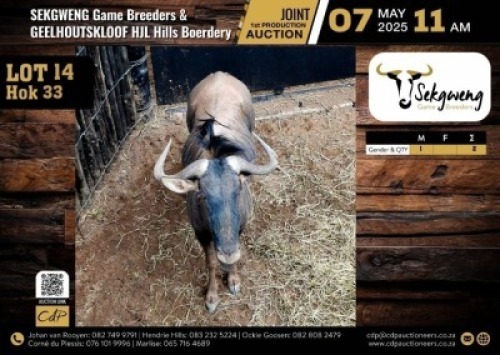 1 X BLUE WILDEBEEST BULL M:1 V/F:0