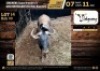 1 X BLUE WILDEBEEST BULL M:1 V/F:0