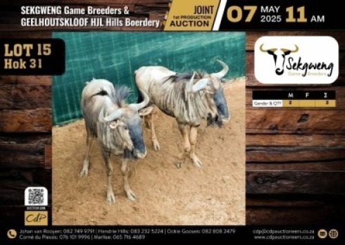 2 X BLUE WILDEBEEST BULLS M:2 V/F:0 (Per Piece to take the lot/Per stuk om lot te neem)