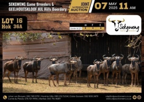 6 X BLUE WILDEBEEST FAMILY GROUP M:2 V/F:4 (Per Piece to take the lot/Per stuk om lot te neem)